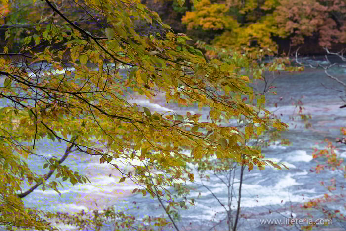 LifeTeria　ブログ