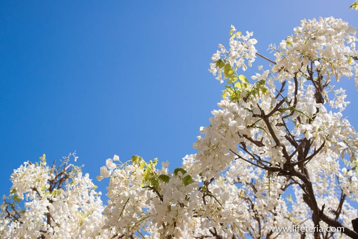 LifeTeria　ブログ