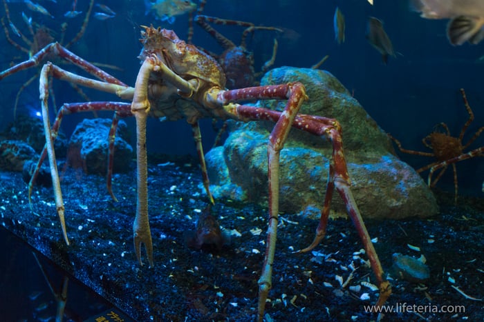 LifeTeria　ブログ