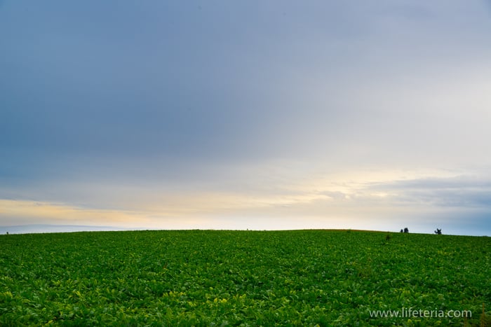 LifeTeria　ブログ