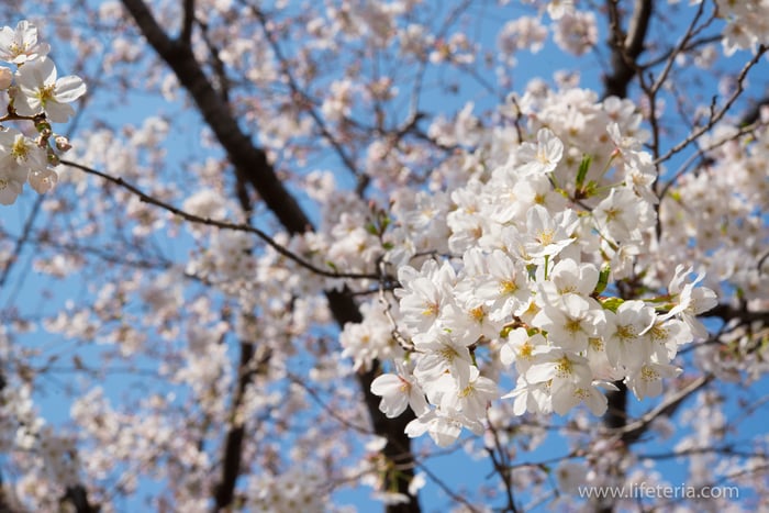 LifeTeria　ブログ