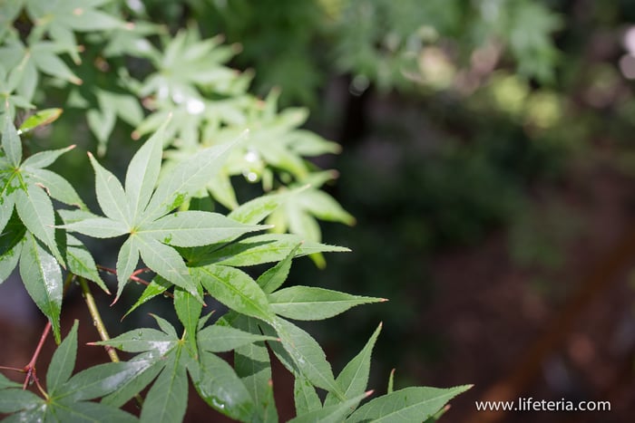 LifeTeria　ブログ