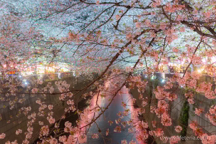 LifeTeria　ブログ