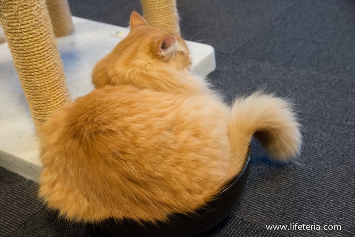 LifeTeria　きゃりこ