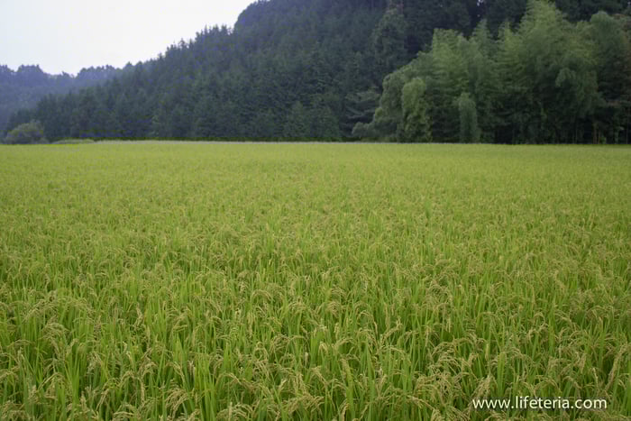 LifeTeria　ブログ