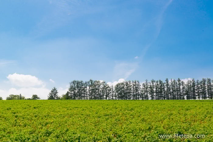 LifeTeria　ブログ