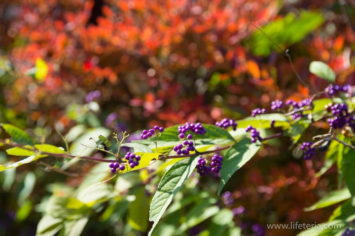 LifeTeria　ブログ