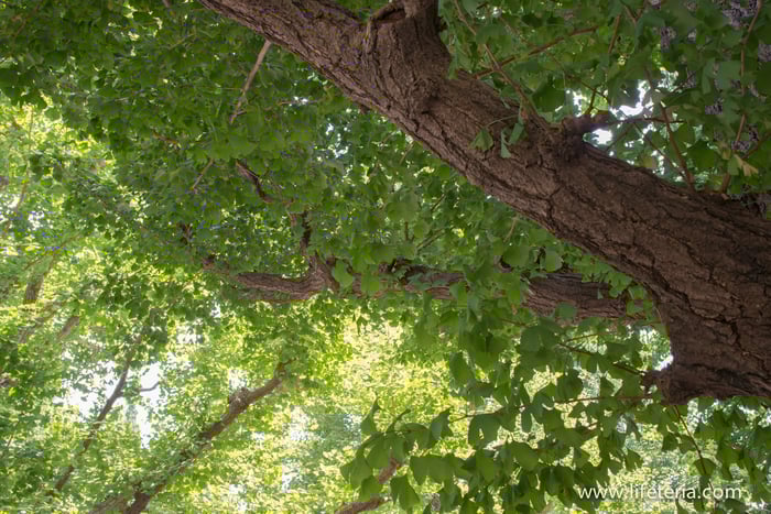 LifeTeria　ブログ