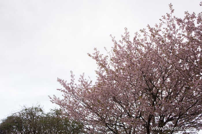 LifeTeria　ブログ