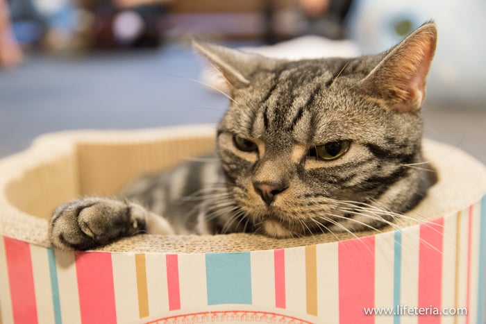 LifeTeria　きゃりこ