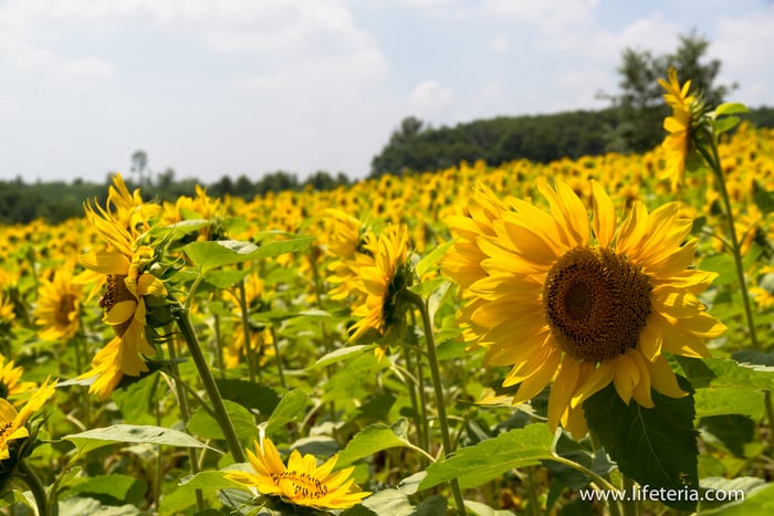 LifeTeria　ブログ