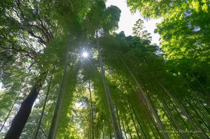 LifeTeria　ブログ