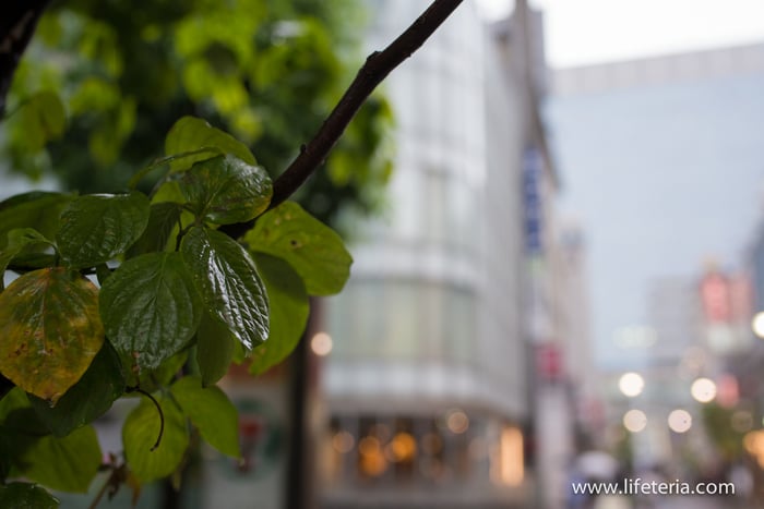 LifeTeria　ブログ