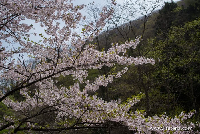 LifeTeria　ブログ