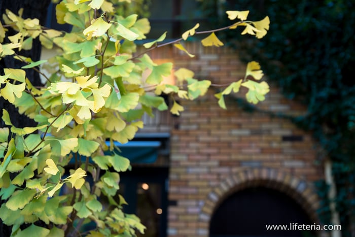 LifeTeria　ブログ