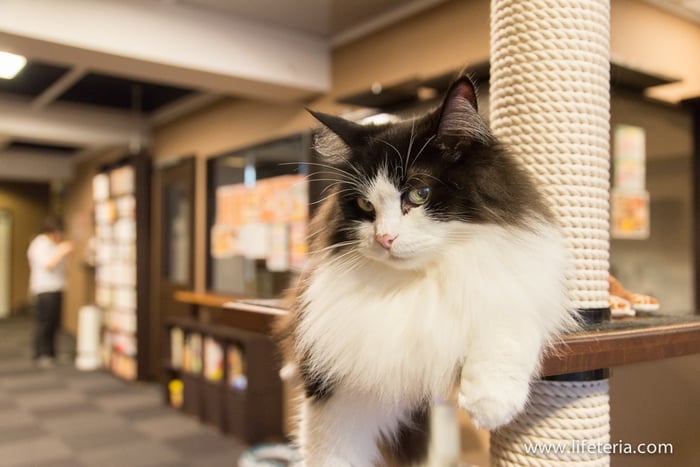 LifeTeria　きゃりこ