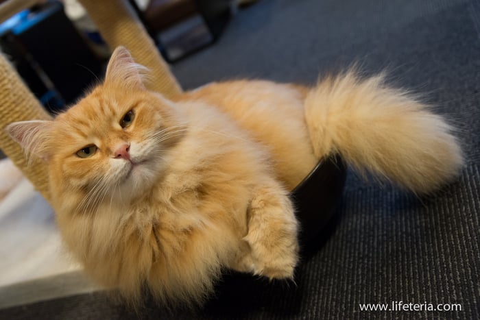 LifeTeria　きゃりこ