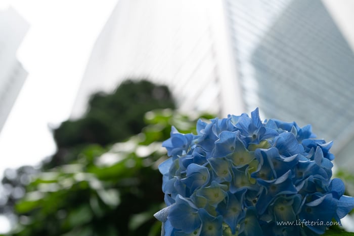 LifeTeria　ブログ