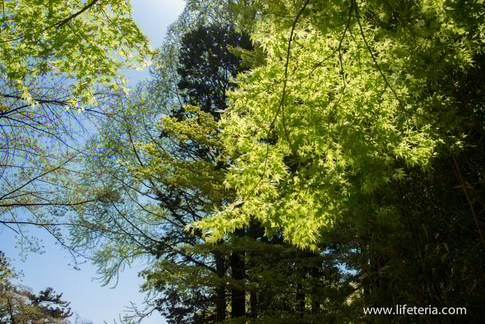 LifeTeria　ブログ