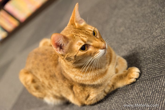 LifeTeria　きゃりこ