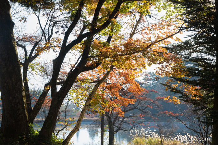 LifeTeria　ブログ