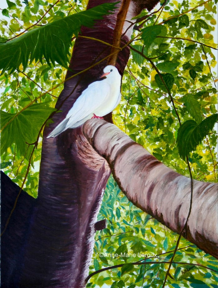Colombe dans un arbre au milieu du feuillage.