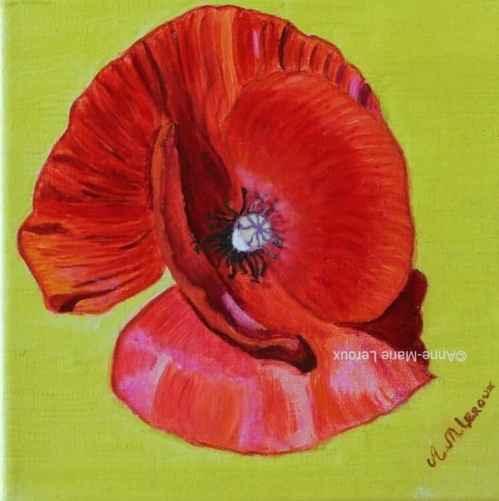 Coquelicot 2