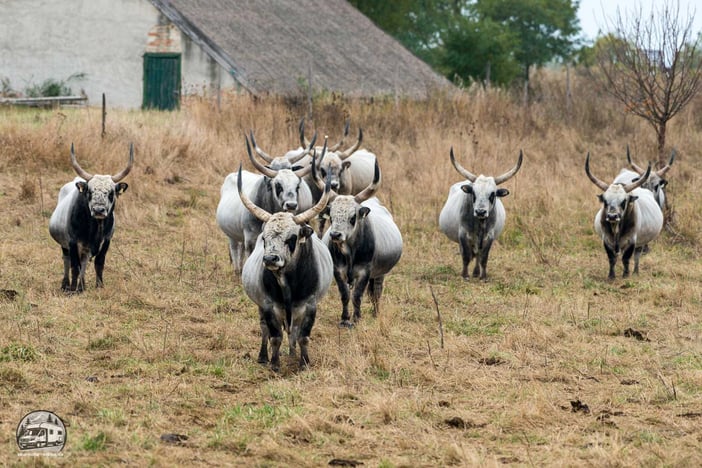 Ungarische Graurinder