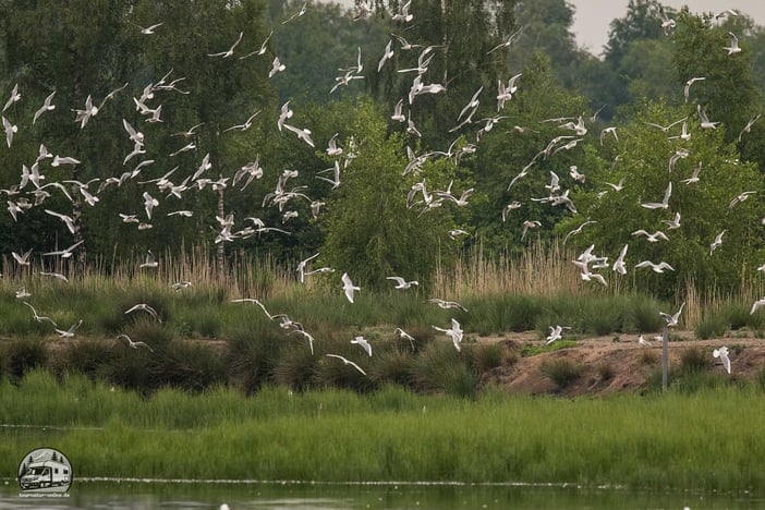 Die Lachmöwenkolonie über der Insel