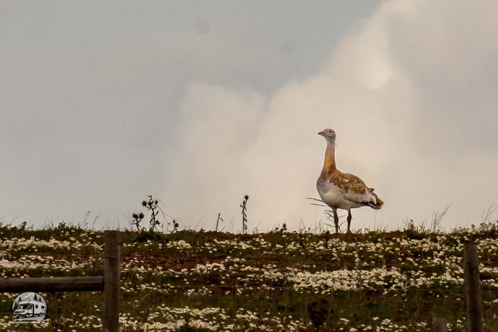 Großtrappe in der Nähe von Castro Verde in Portugal