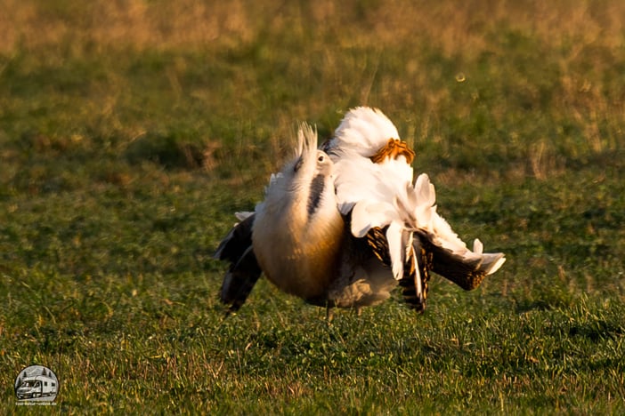 Großtrappen-Männchen bei der Balz