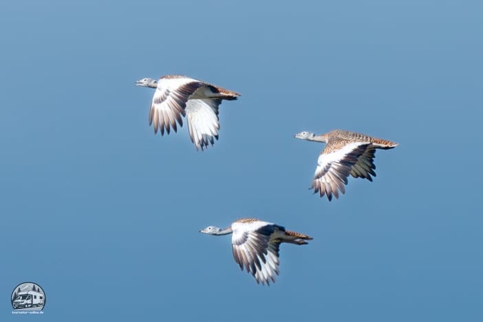Großtrappen im Flug