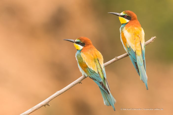 Archivfoto: fotografiert in Deutschland
