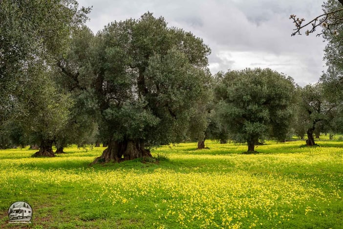 Mit dem Wohnmobil in Italiens Apulien