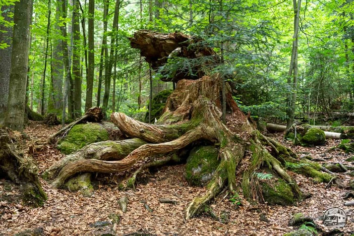 Bayrischer Wald mit dem Wohnmobil
