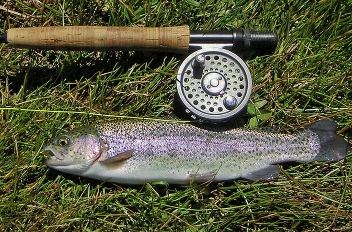 Rainbow Trout from a San Diego area lake