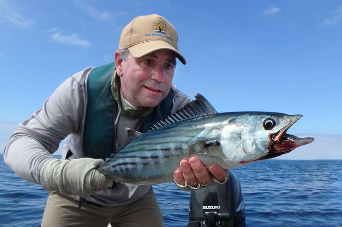 Bonito caught fly fishing