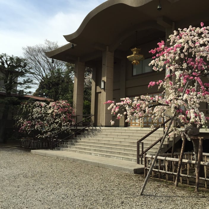 本法寺の源平桃（げんぺいもも）01-本法寺-東京都文京区のお墓 永代供養墓 法要-