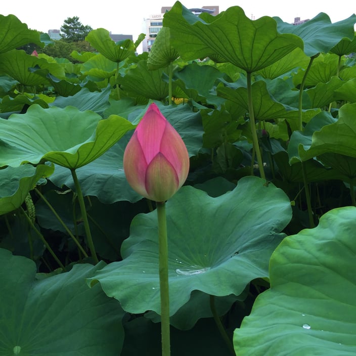 観音の里の祈りとくらし展Ⅱ03-本法寺-東京都文京区のお墓 永代供養墓 法要-