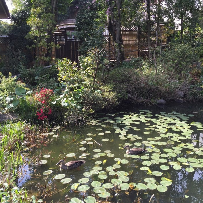 本法寺の源平桃（げんぺいもも）03-本法寺-東京都文京区のお墓 永代供養墓 法要-