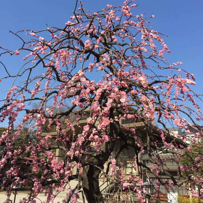 春一番 続き01-本法寺-東京都文京区のお墓 永代供養墓 法要-