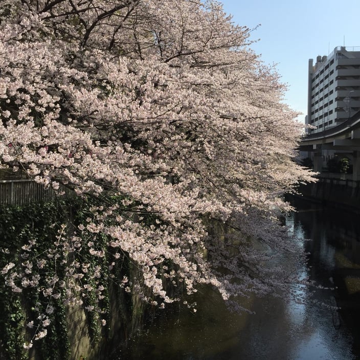 本法寺の源平桃（げんぺいもも）02-本法寺-東京都文京区のお墓 永代供養墓 法要-