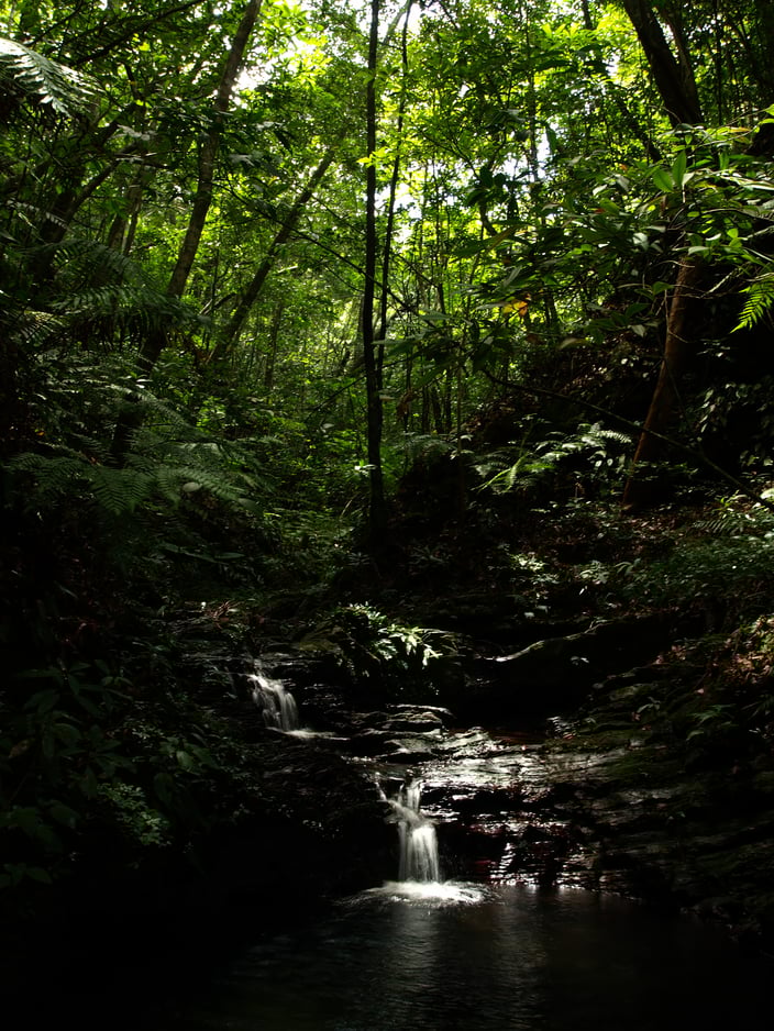 渓流(東村)林内 2021年8月