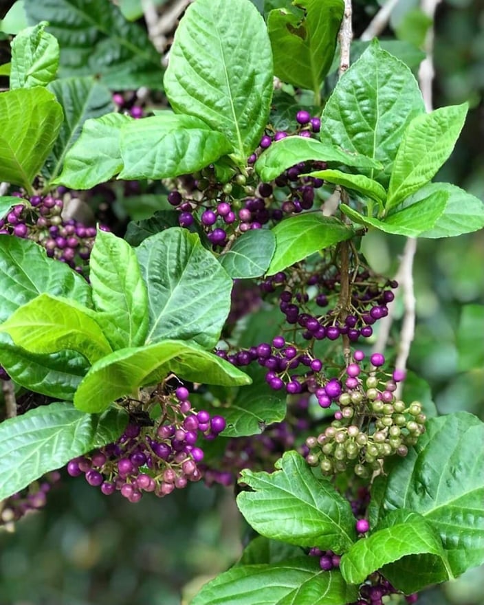 オオムラサキシキブ OEAC