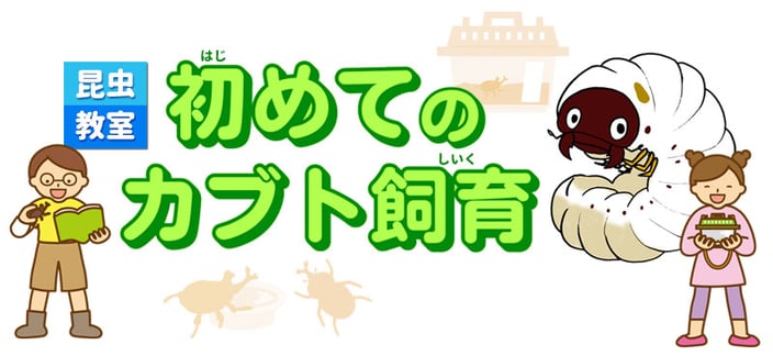 昆虫教室「初めてのカブト飼育」