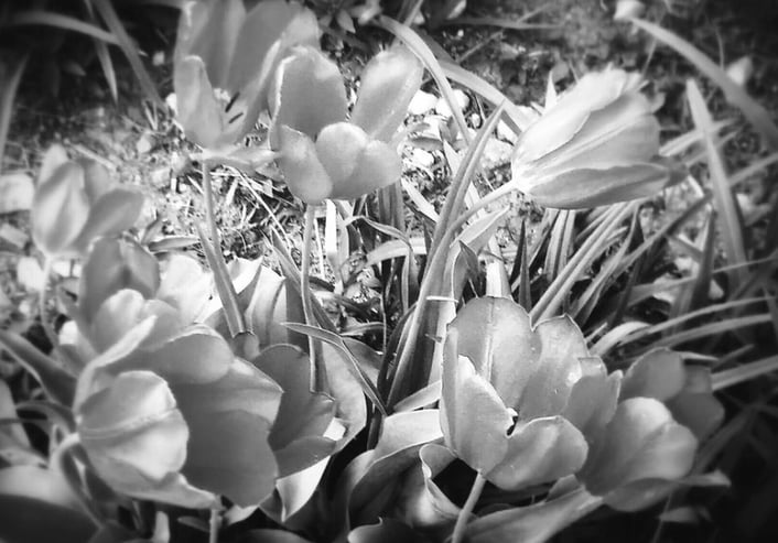 C4 0008 Flora   Photographic Art April 15, 2017       | SOLD