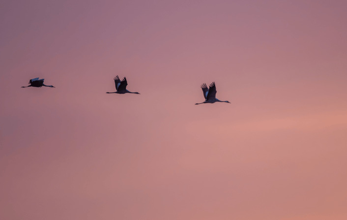 Kraniche über dem Rastplatz an der Ostsee