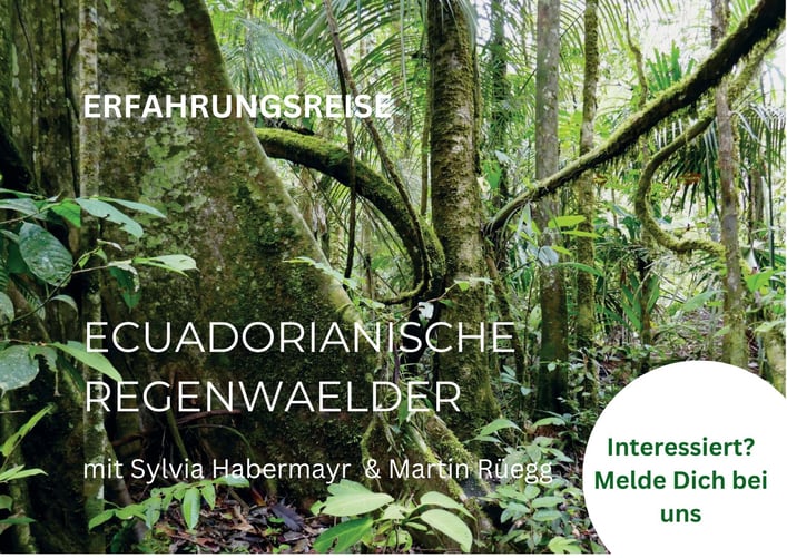 Impressionen aus dem Regenwald: Ecuadorreisen - Sylvia Habermayr