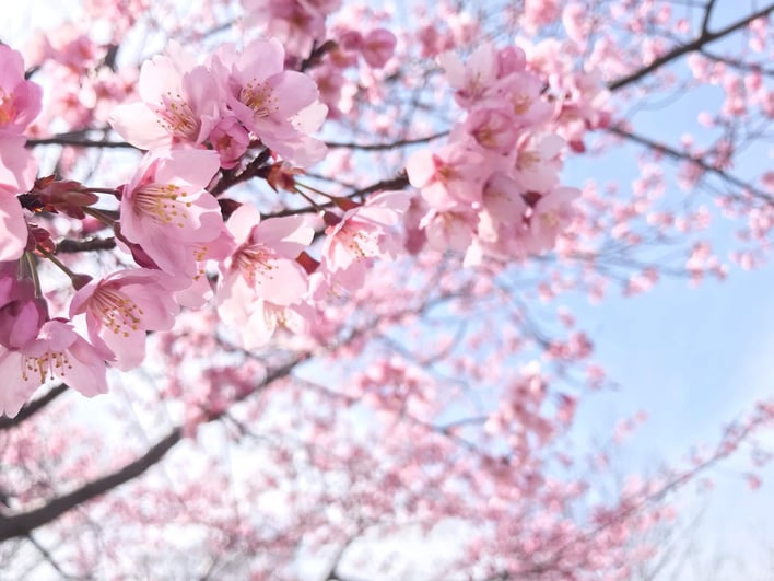 京都市下京区四条烏丸の心療内科、女医のいるメンタルクリニック、桜