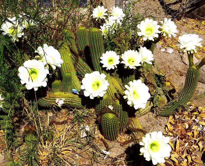 Wunderschön, die blühenden Kakteen!